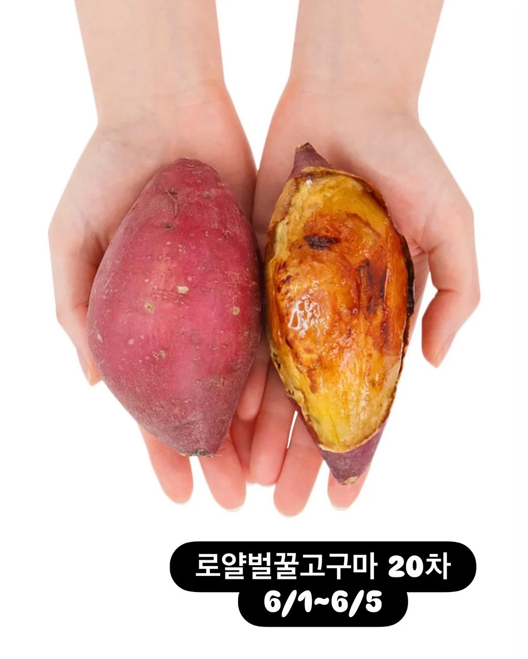 밥누스 약콩두유 2
