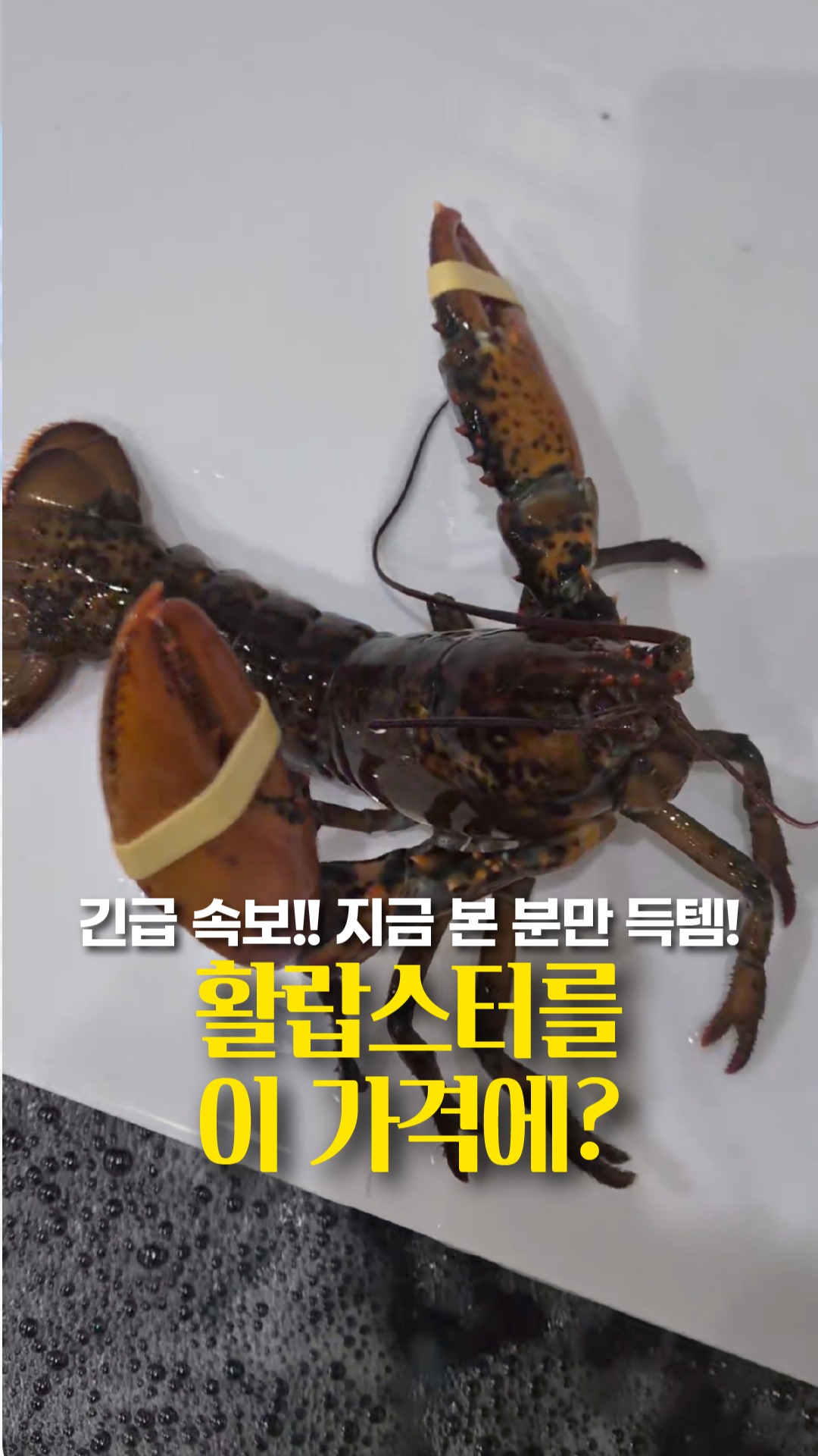 그릭 요거트 유청분리기