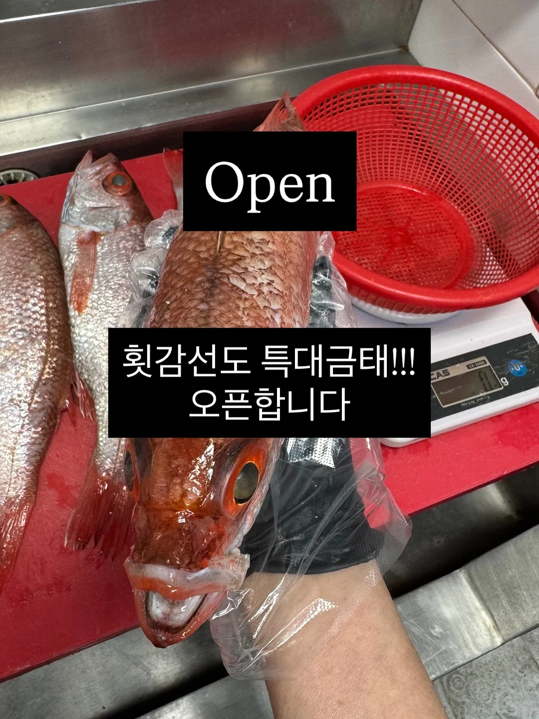 초당옥수수 1