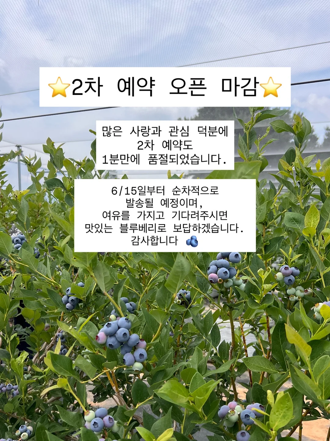 크라운보넷