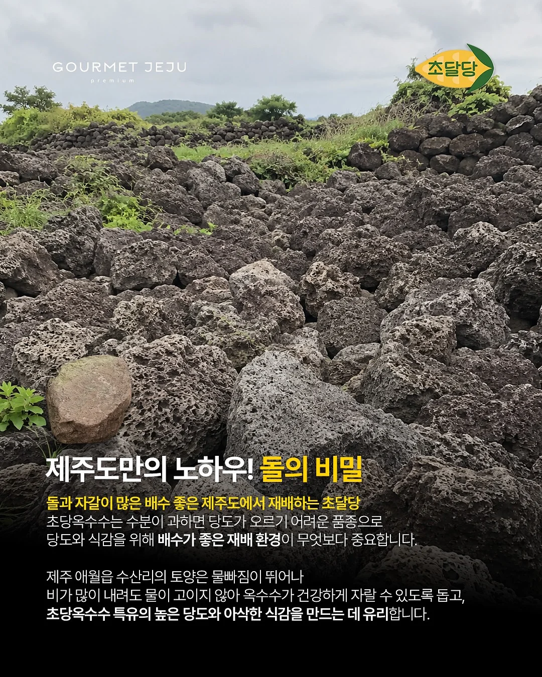 옴모크레용 베이비 5