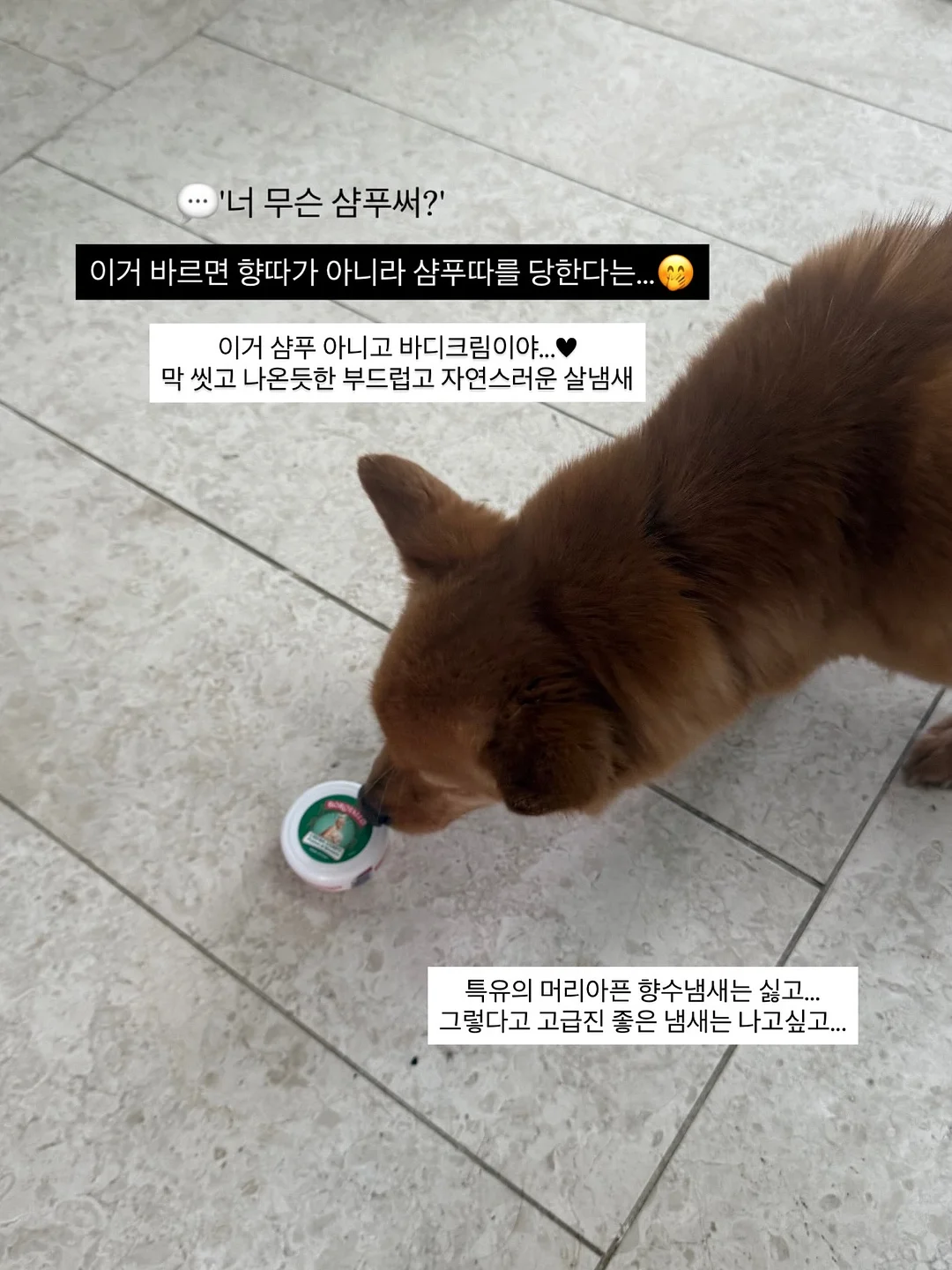레드바나나 13