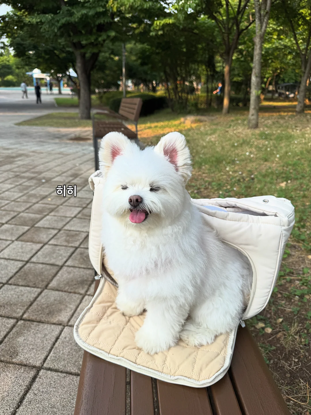 탈라 시트러스팩 2