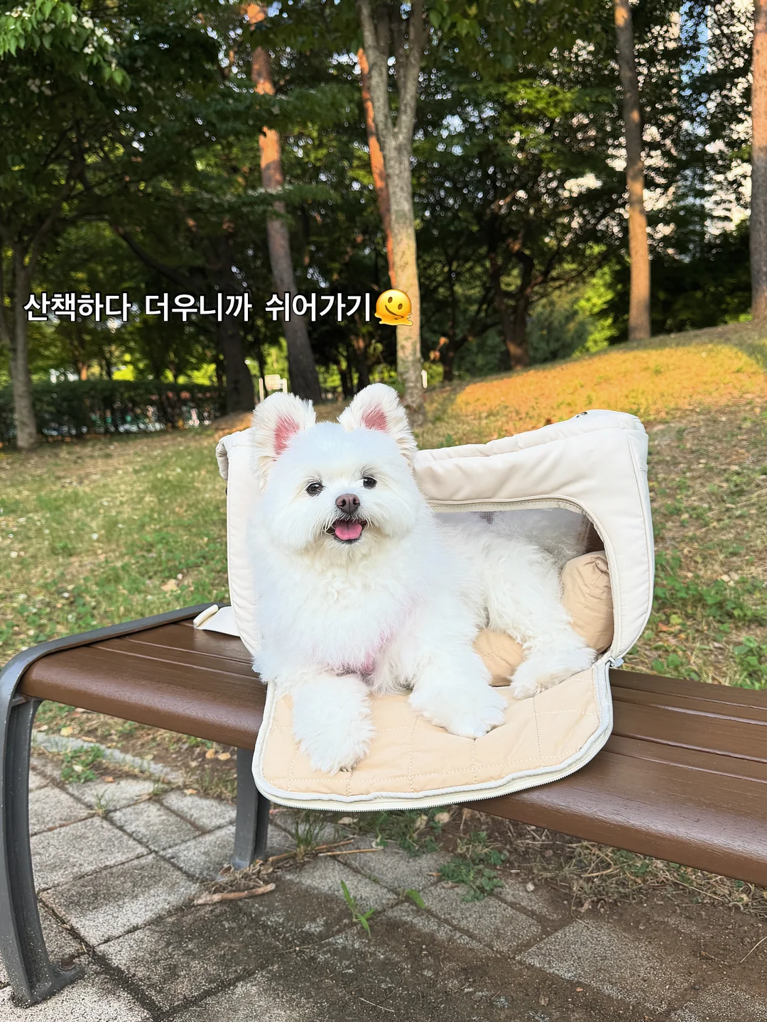탈라 시트러스팩 3