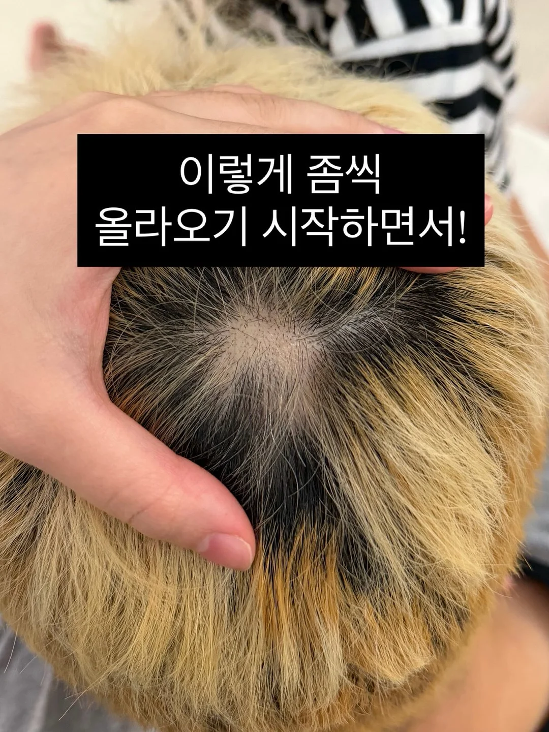 아르코스 테이블 나이프 12