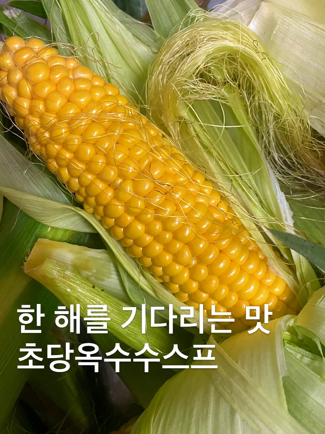 강아지 침대 1