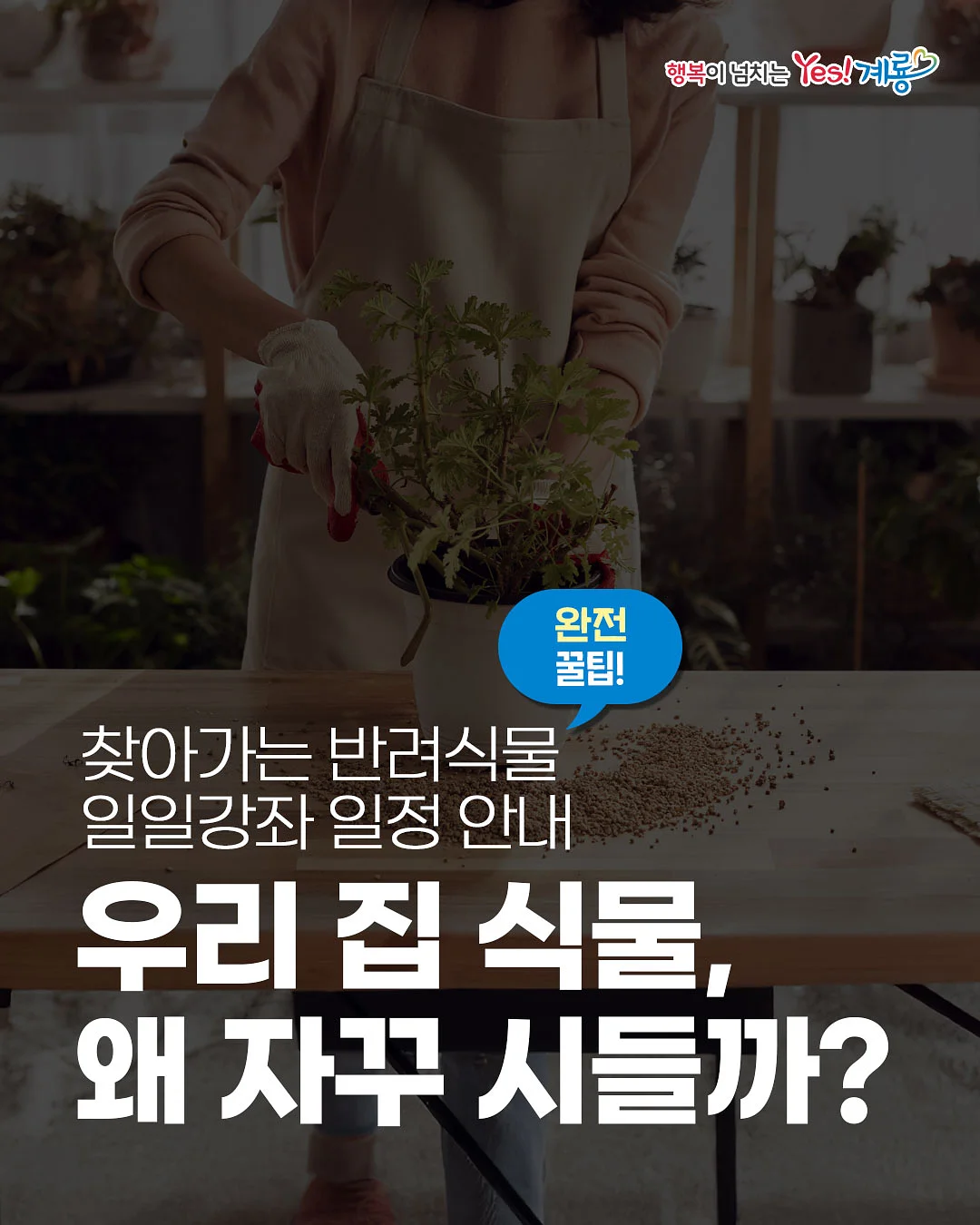 브로멜라이트 효소 1