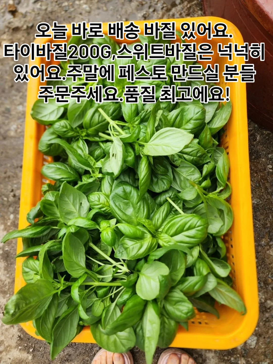 비오틴 1