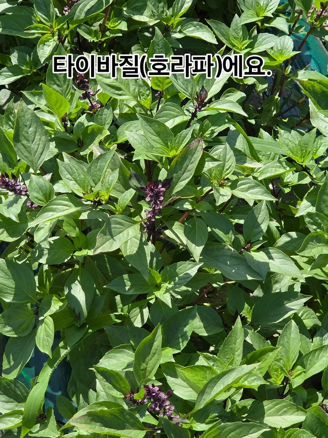 비오틴 17