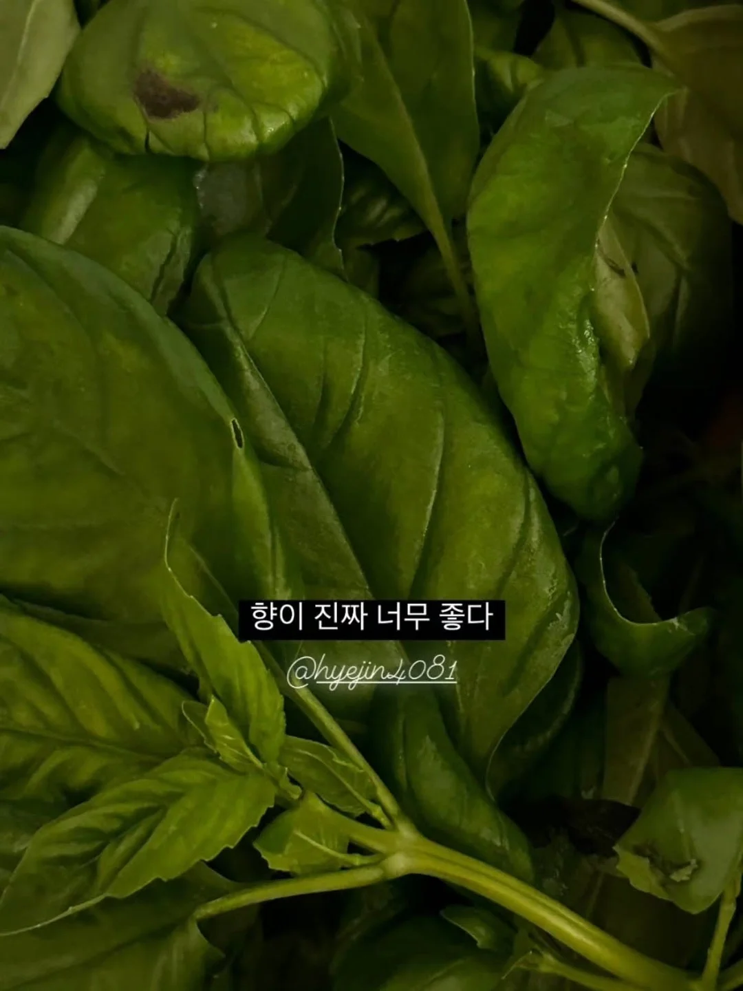 비오틴 9
