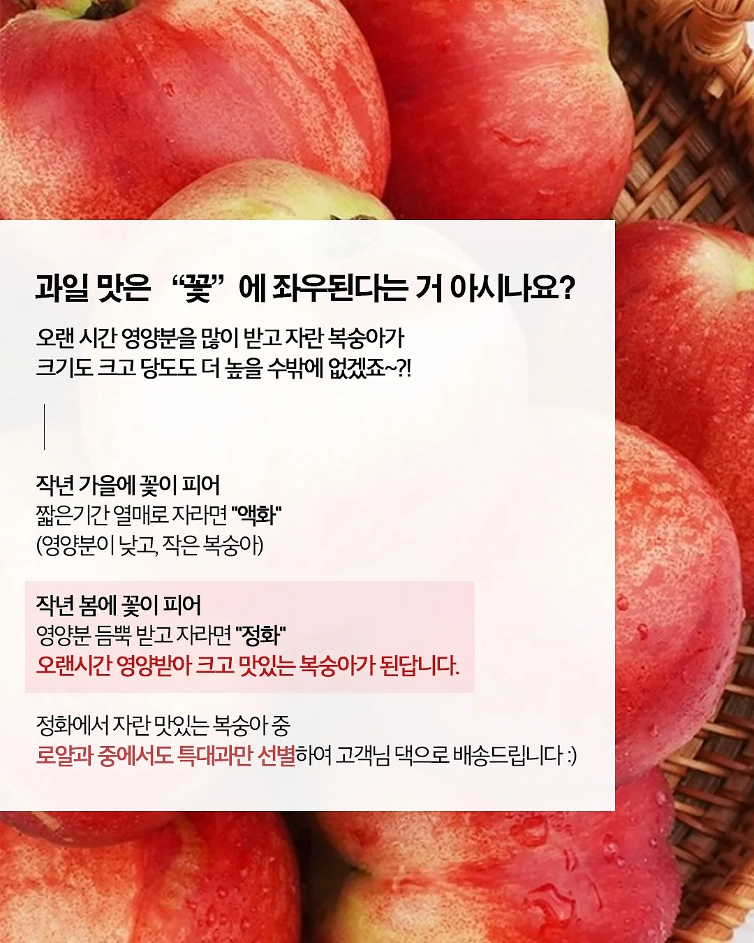 할로윈 어드벤트키트10장세트/사탕꽂이150장 14