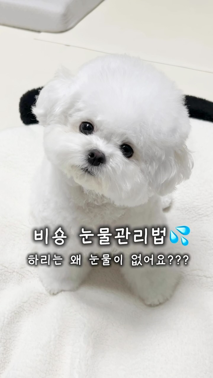 기본티