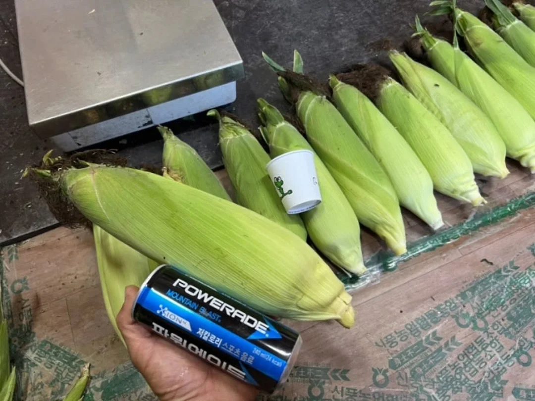 홀리스터 자수로고 하프팬츠 15