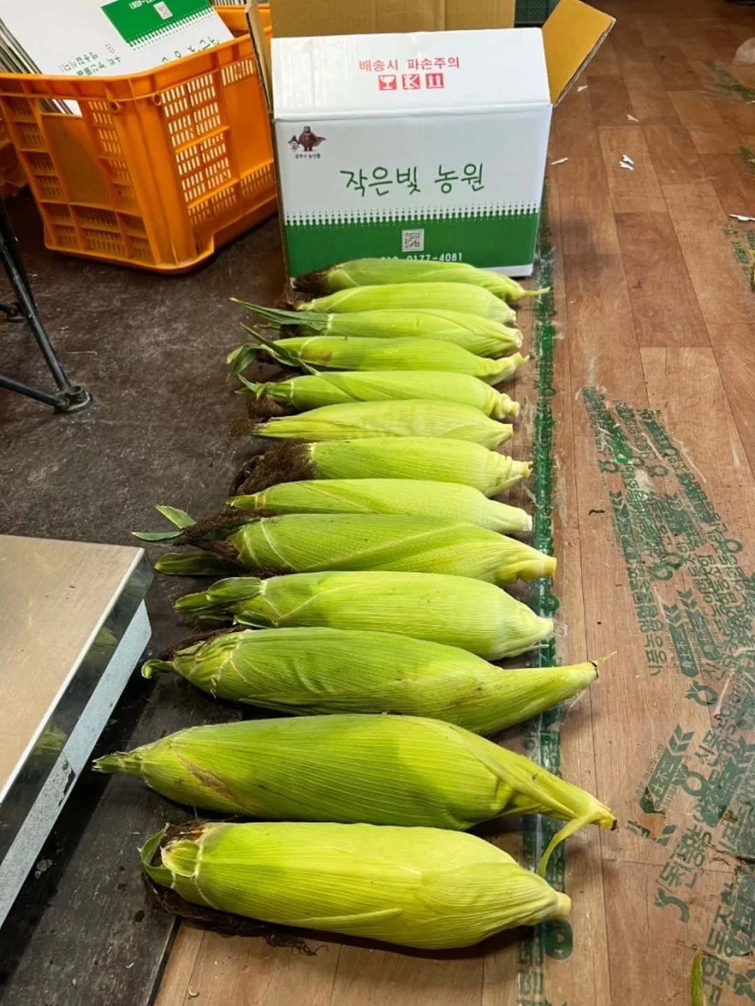 홀리스터 자수로고 하프팬츠 18