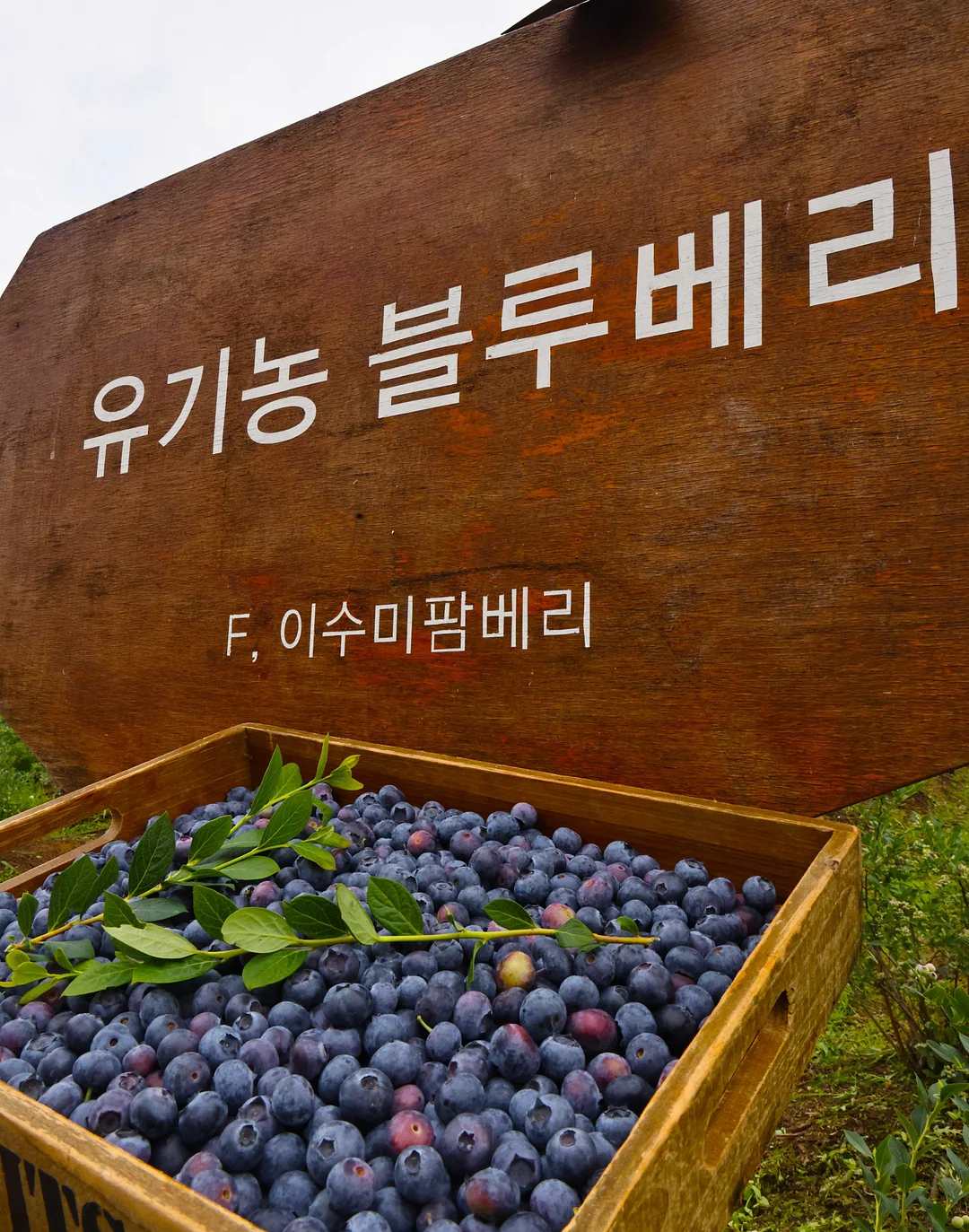 업텐션 퍼프 4