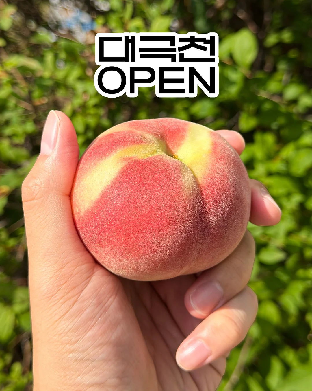 힙 히피스 유기농 과일 이유식