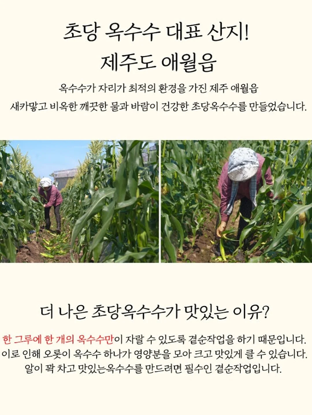 폴로 반팔 셔츠 4