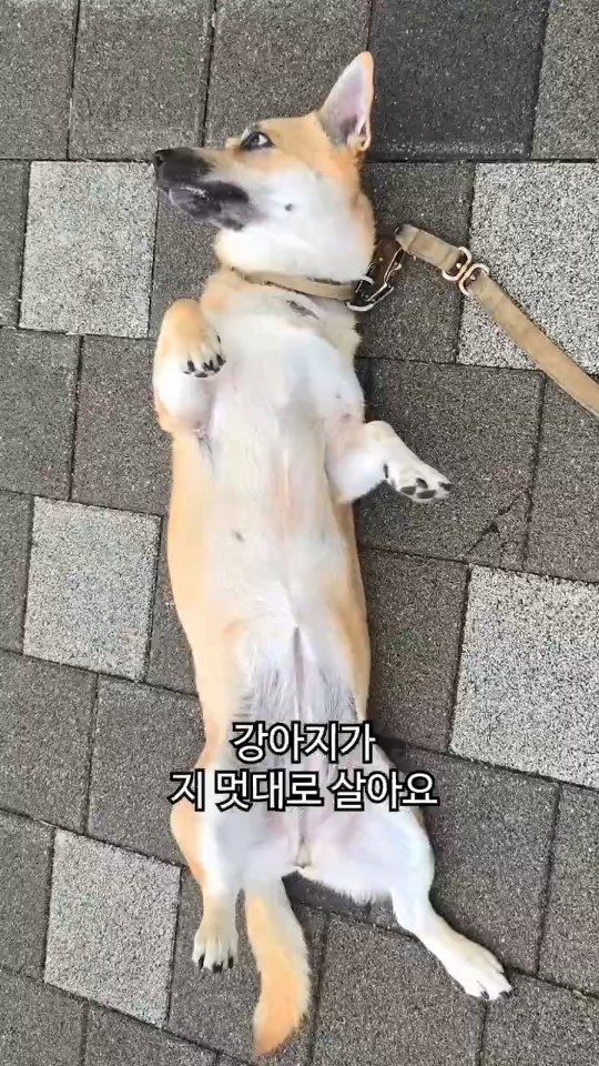 줄무늬전갱이+우럭+완도산광어회