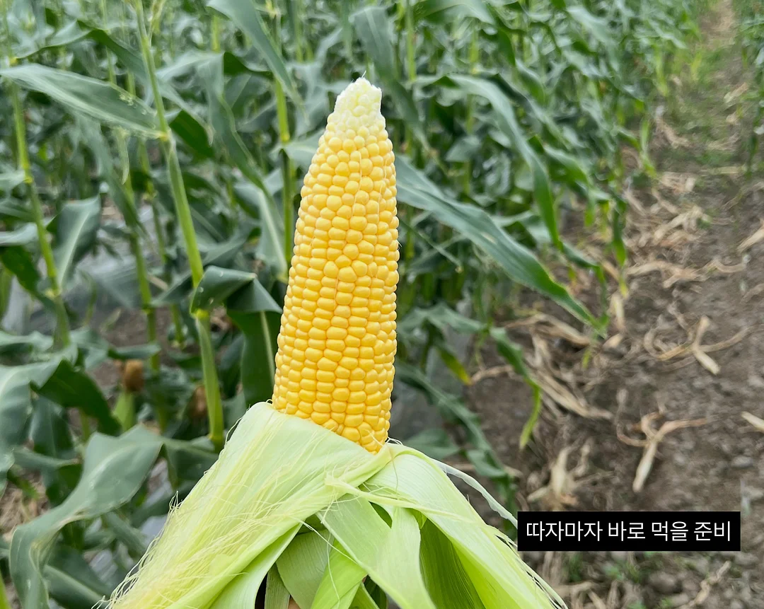 네이비 도트 반팔 셔츠 3