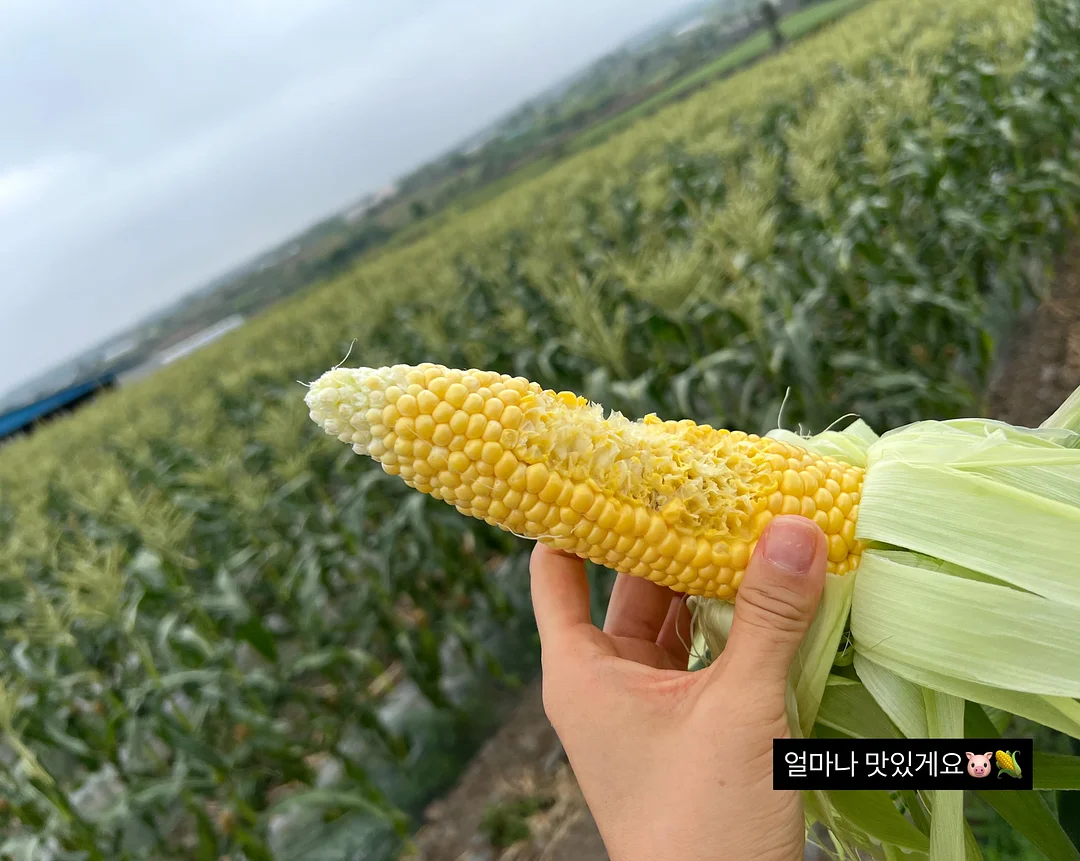 네이비 도트 반팔 셔츠 4