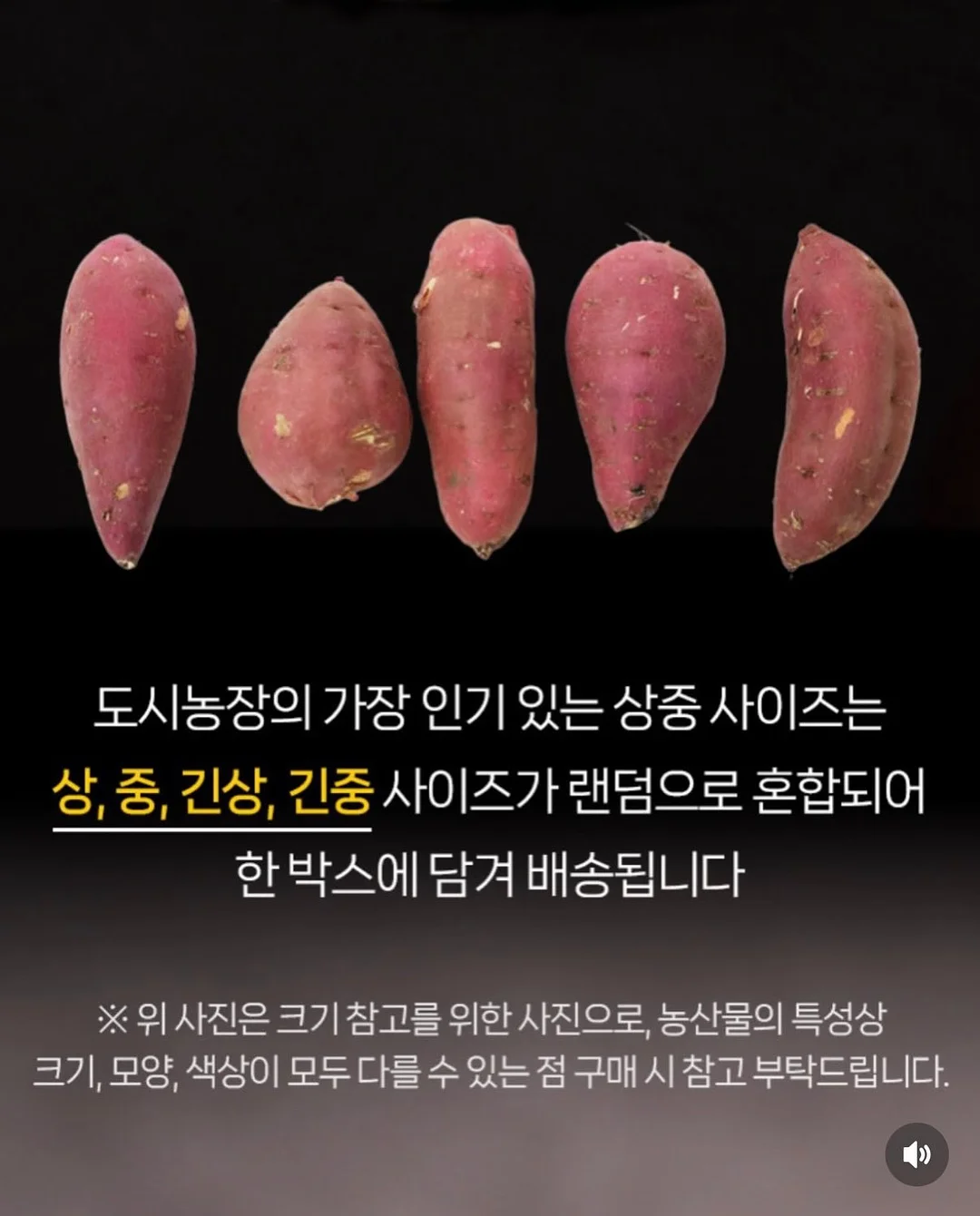 슬개골 안심 힐링 배드 6