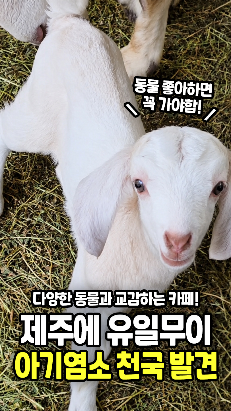 사업계획서 양식