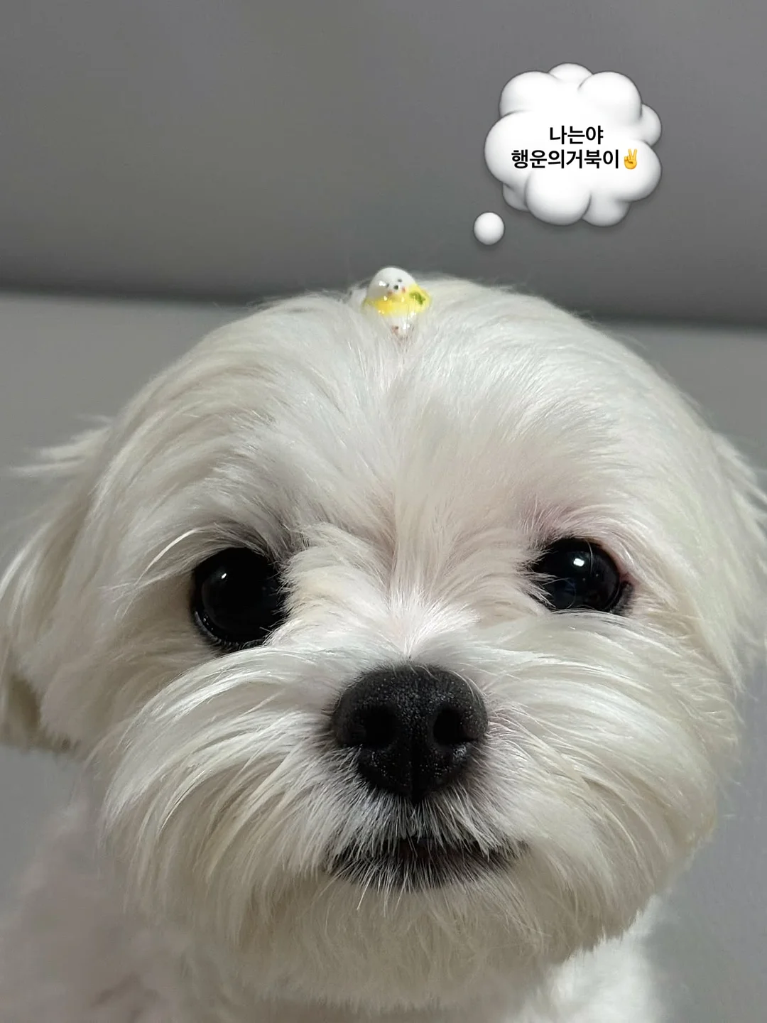 익꾹쨍 럭키 랜덤박스 1