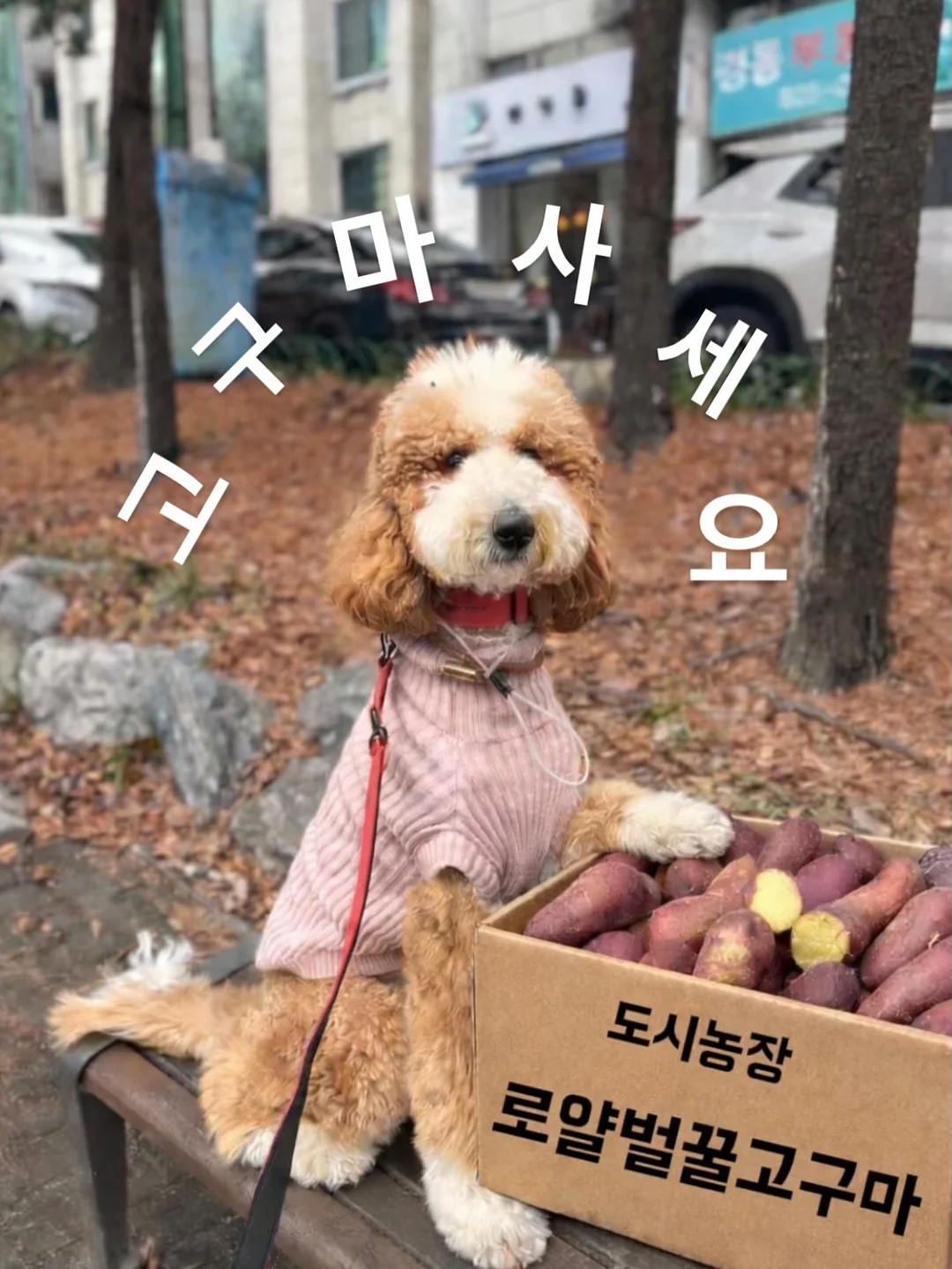 프린팅 티셔츠 1