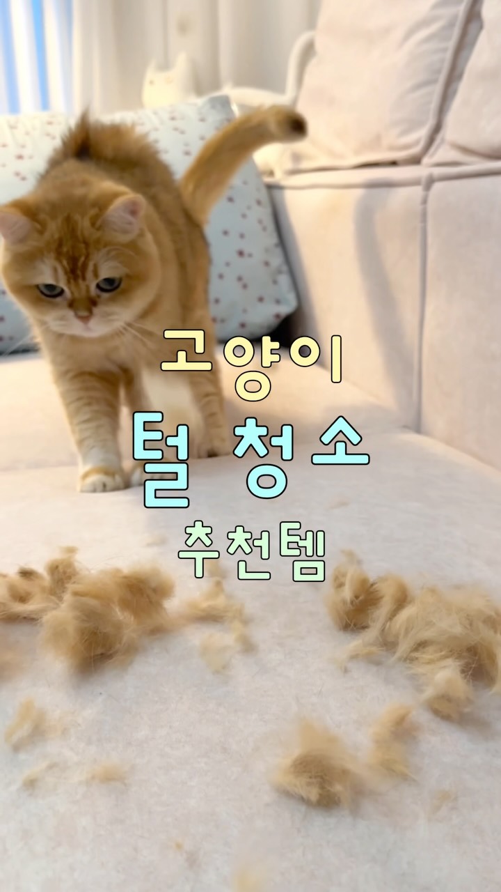 라포레드희 생과일 생크림 고급 수제 케잌 꽃바구니 3종 셋트