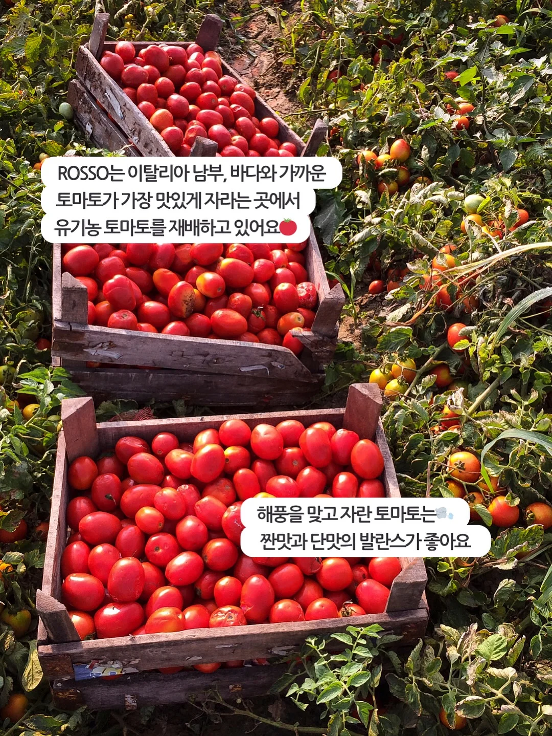 댕스소셜클럽 지렁이 댄스 스프레이 10
