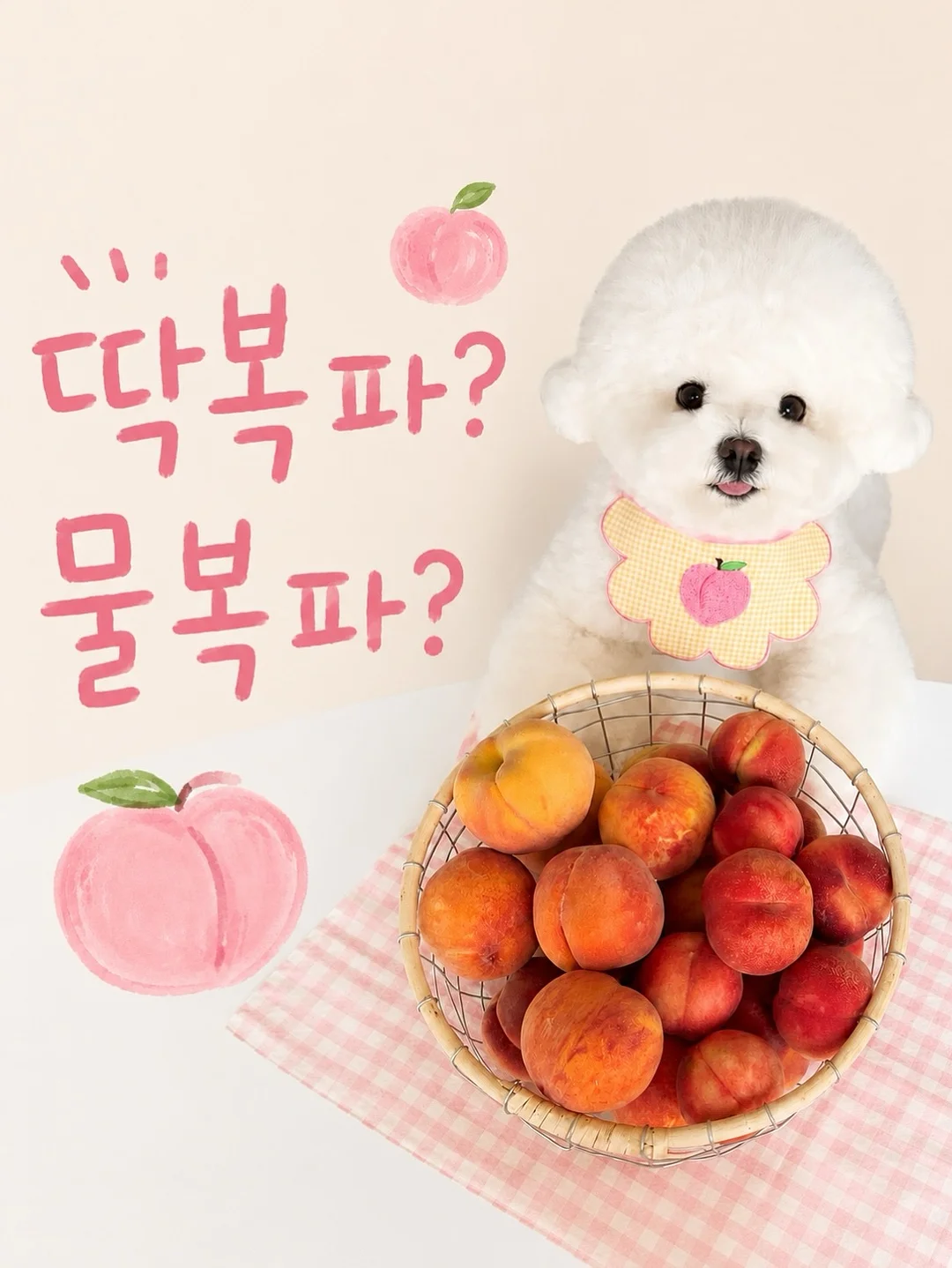 영상 관련 제품 1