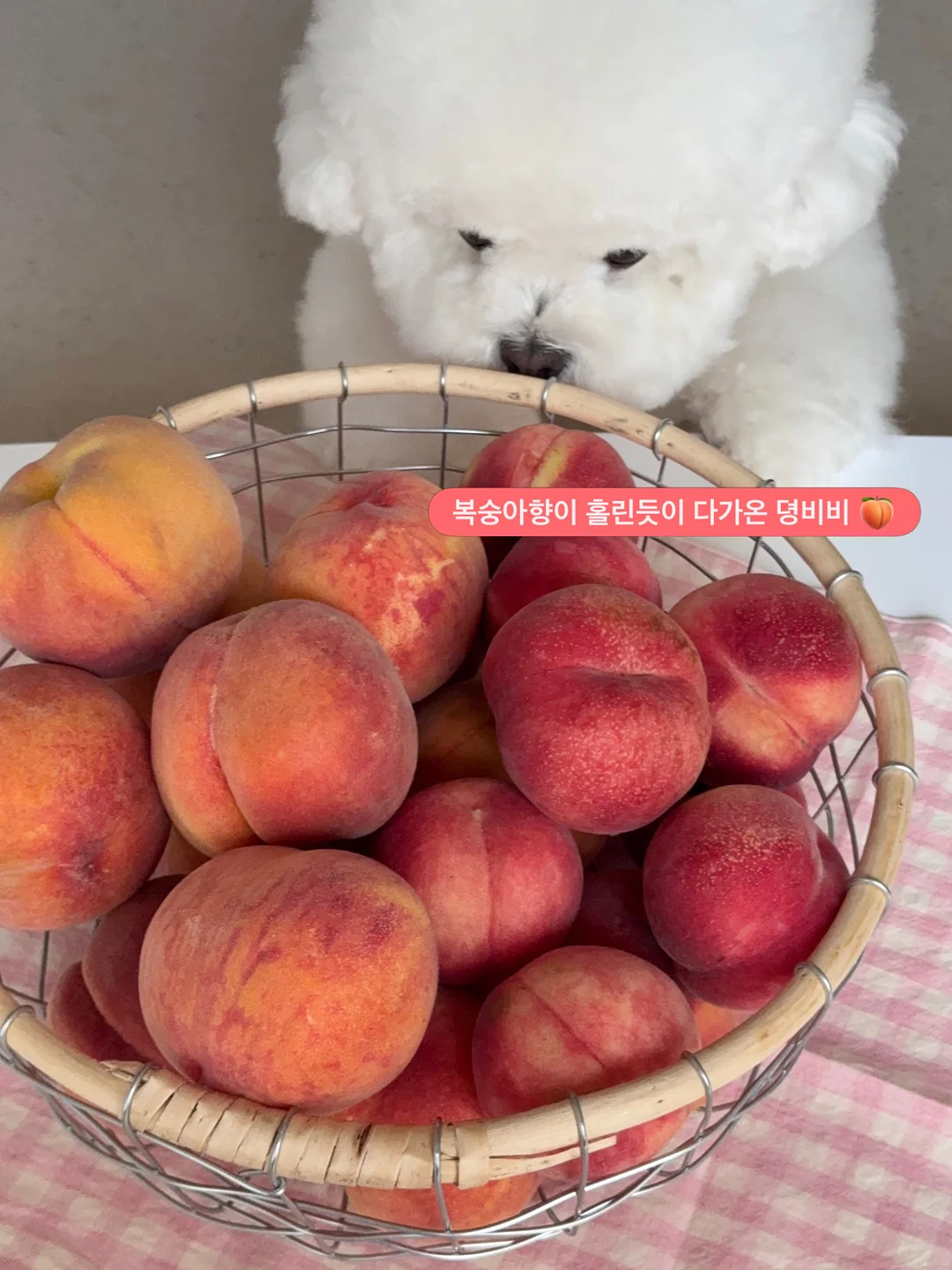 영상 관련 제품 4