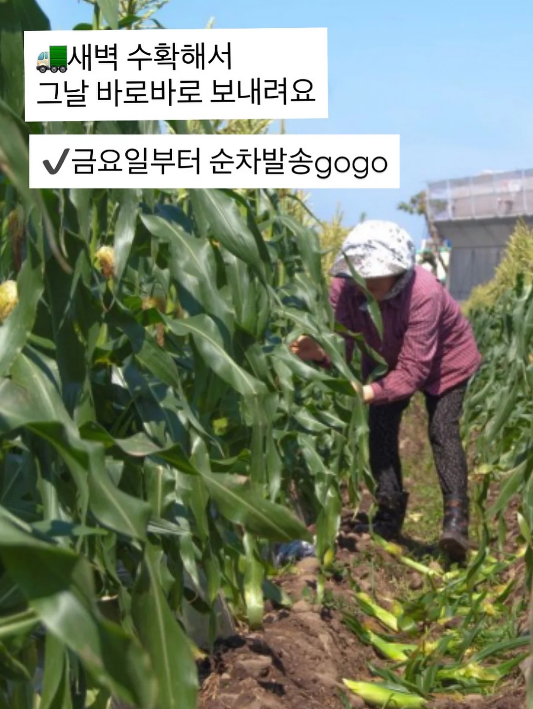맥스컷 다이글로메라 12