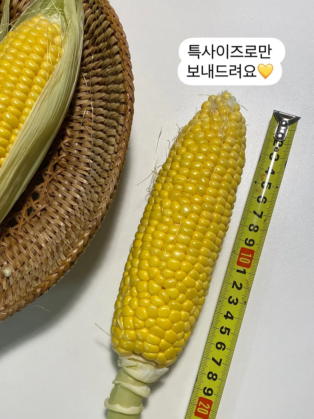 맥스컷 다이글로메라 14