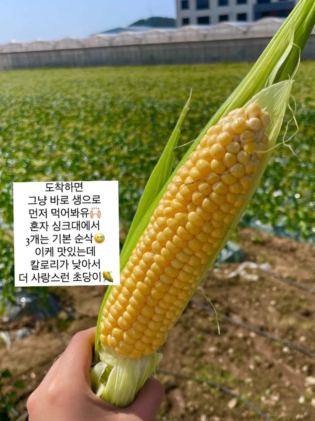 맥스컷 다이글로메라 8