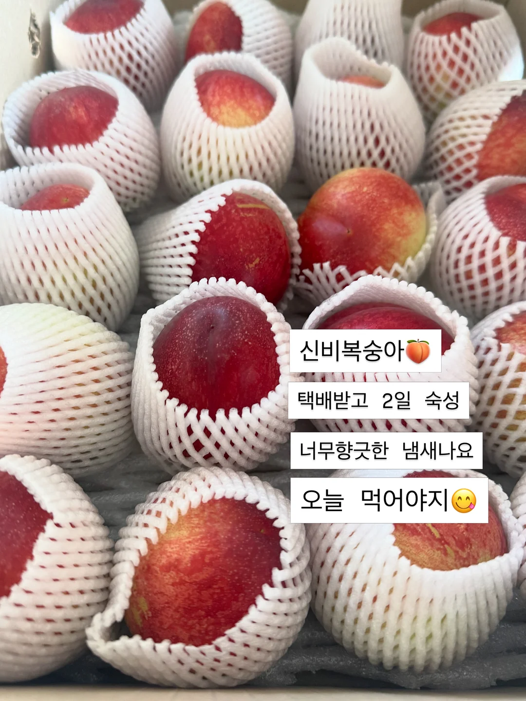 SAGEGA 레이어링 세트 8