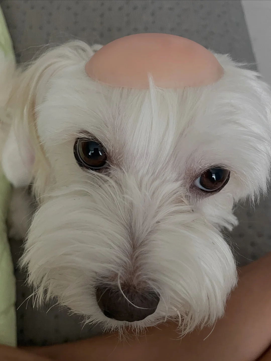 모리빕 2