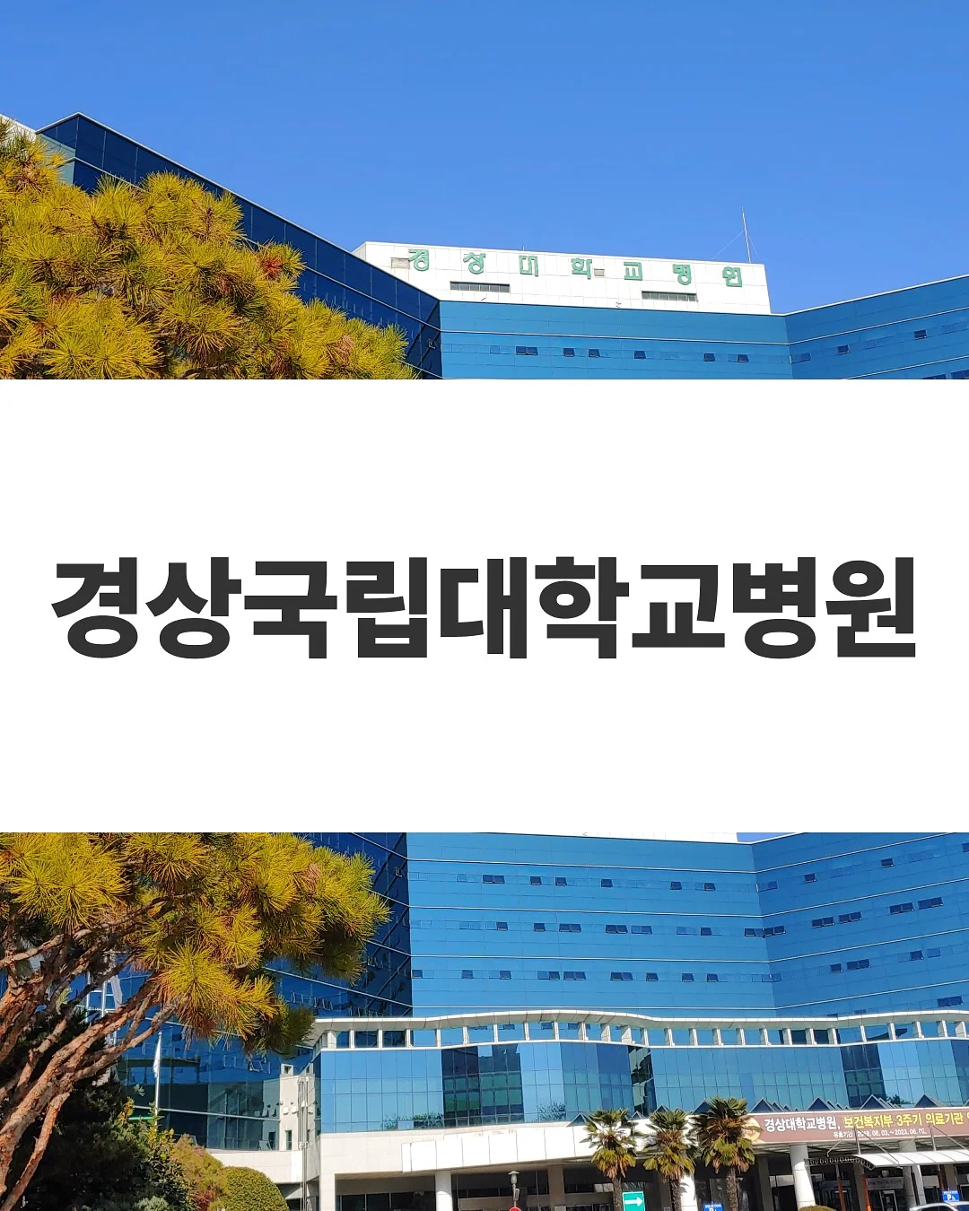 자이언트 에바폼 겹튤립 1