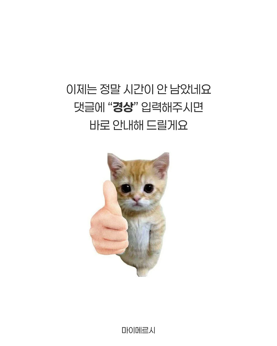 자이언트 에바폼 겹튤립 7