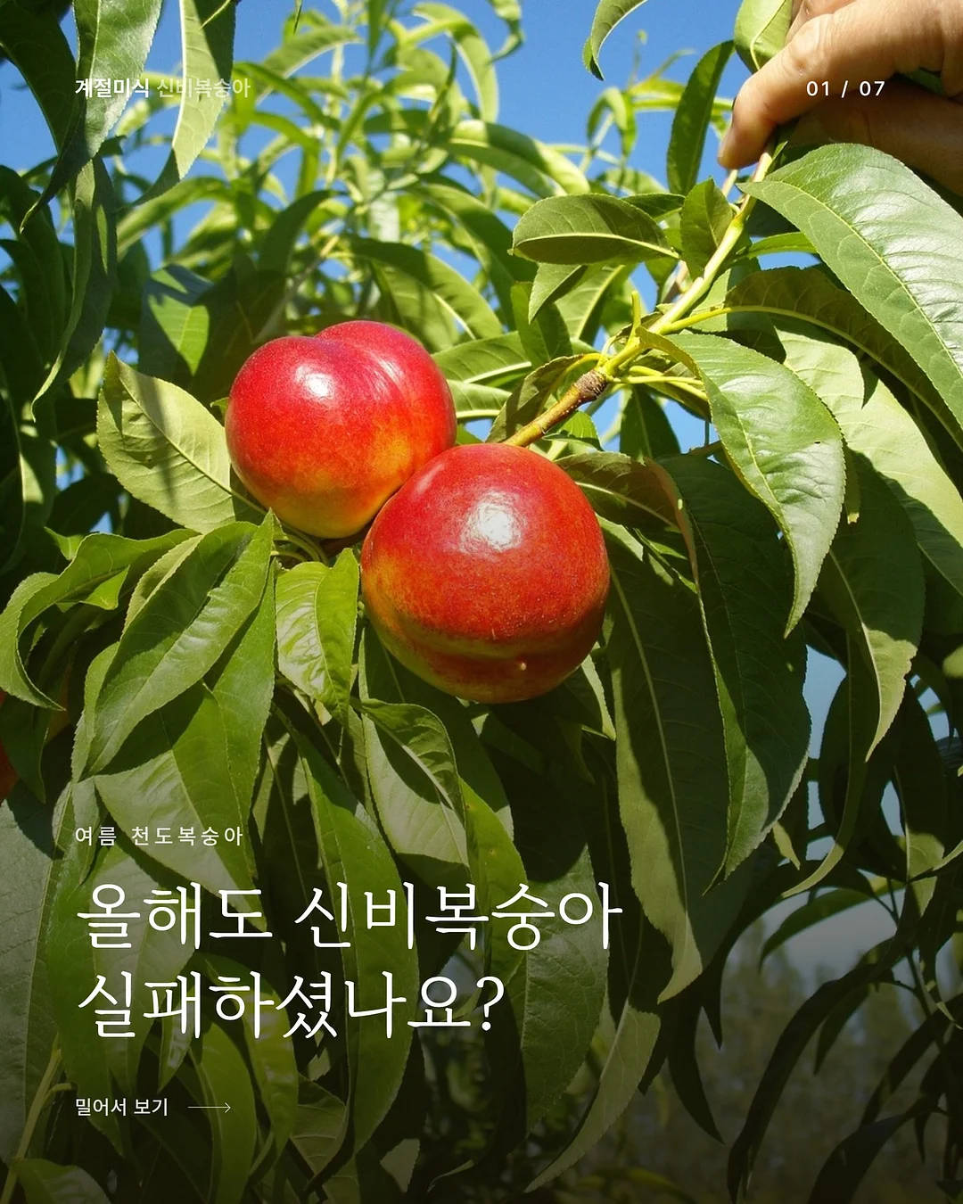 데스게임 한정판 보드게임 3종 1