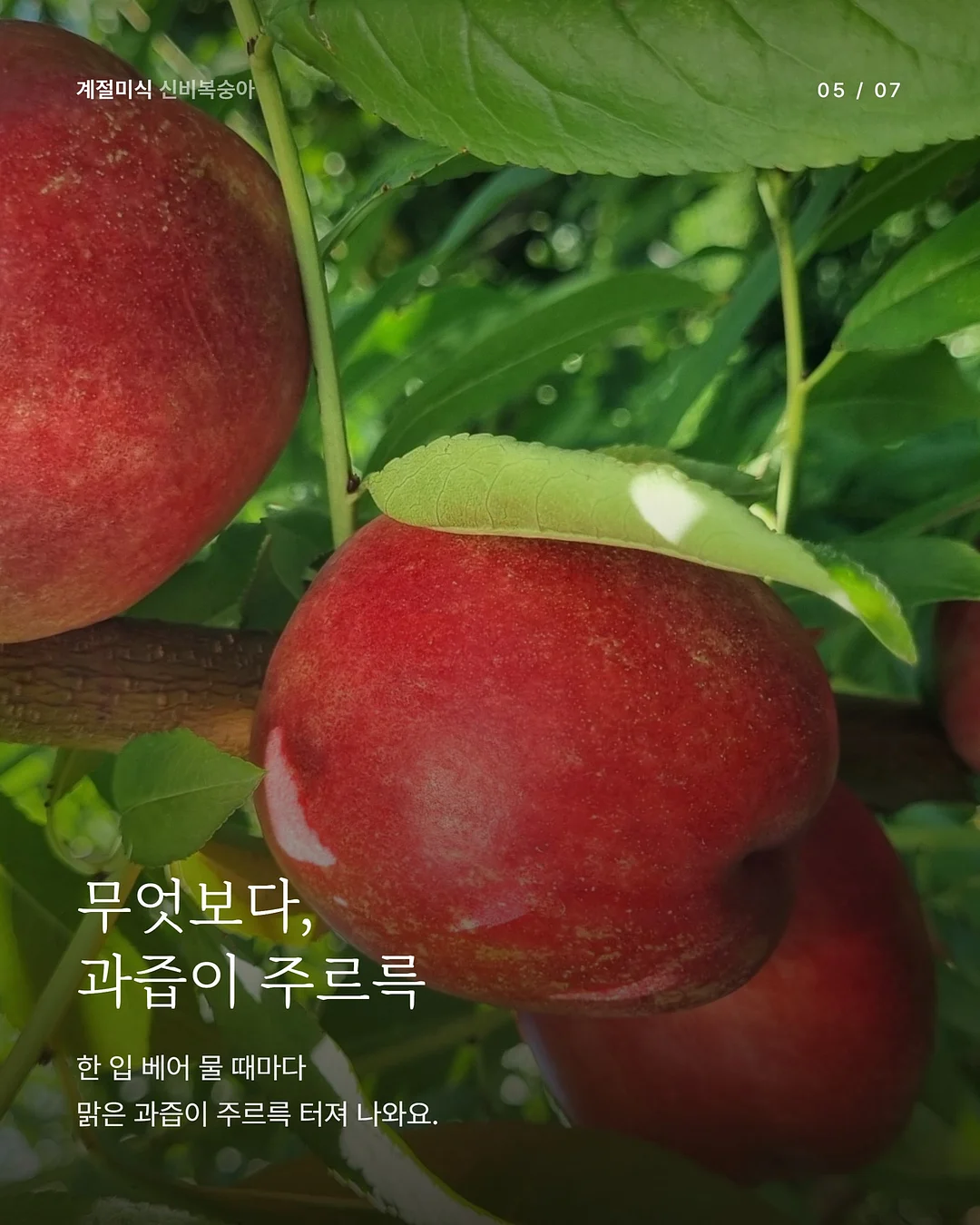 데스게임 한정판 보드게임 3종 5
