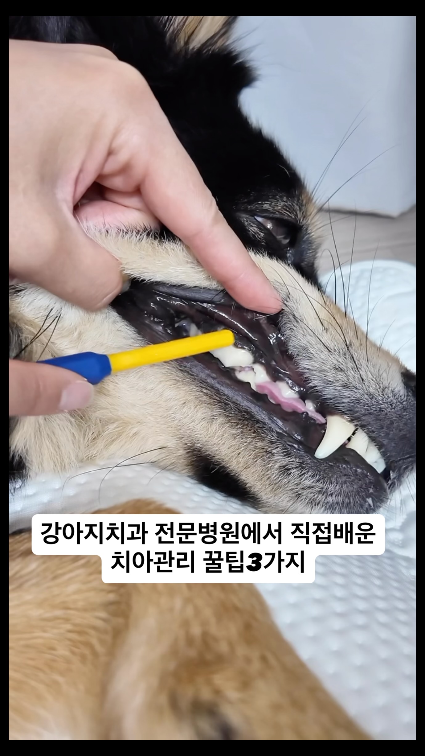 쉬폰블루 네일
