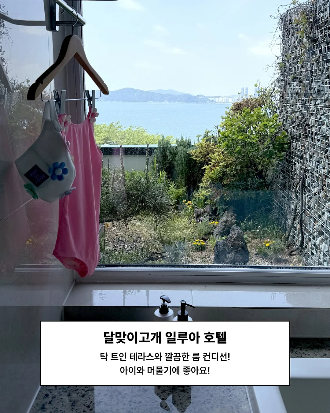 몬스테라 5