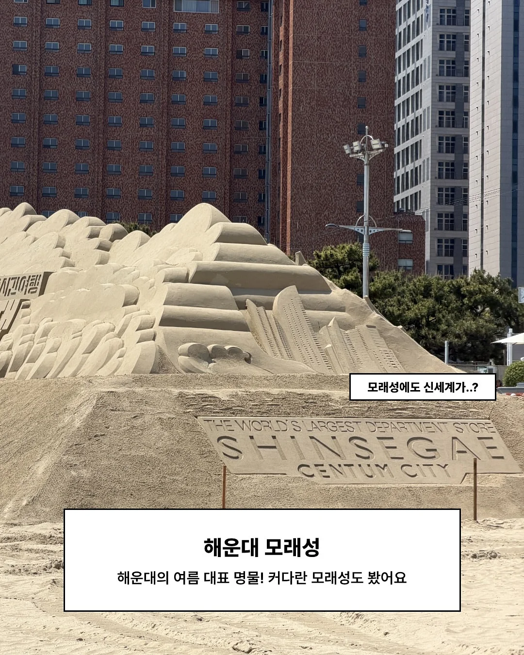 몬스테라 9