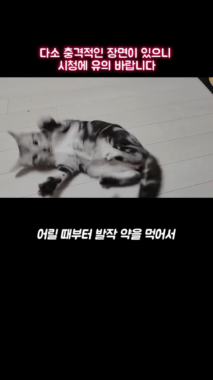 아바마 릴리 크림 바디슈트