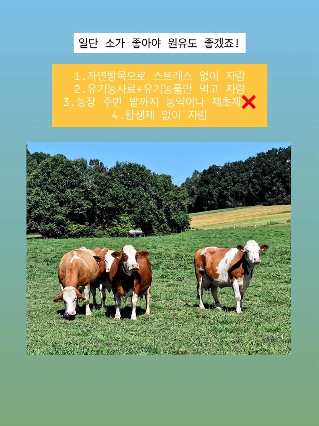 토모에 실키 레이스 뷔스티에 9