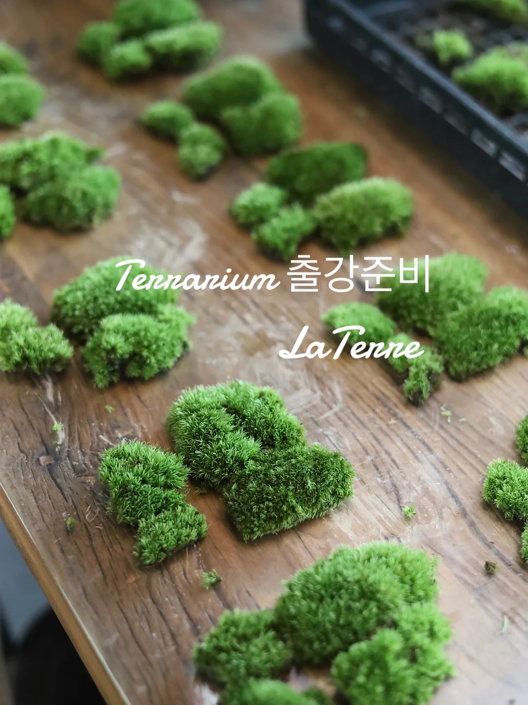 화과자 2종 10구 선물세트 1