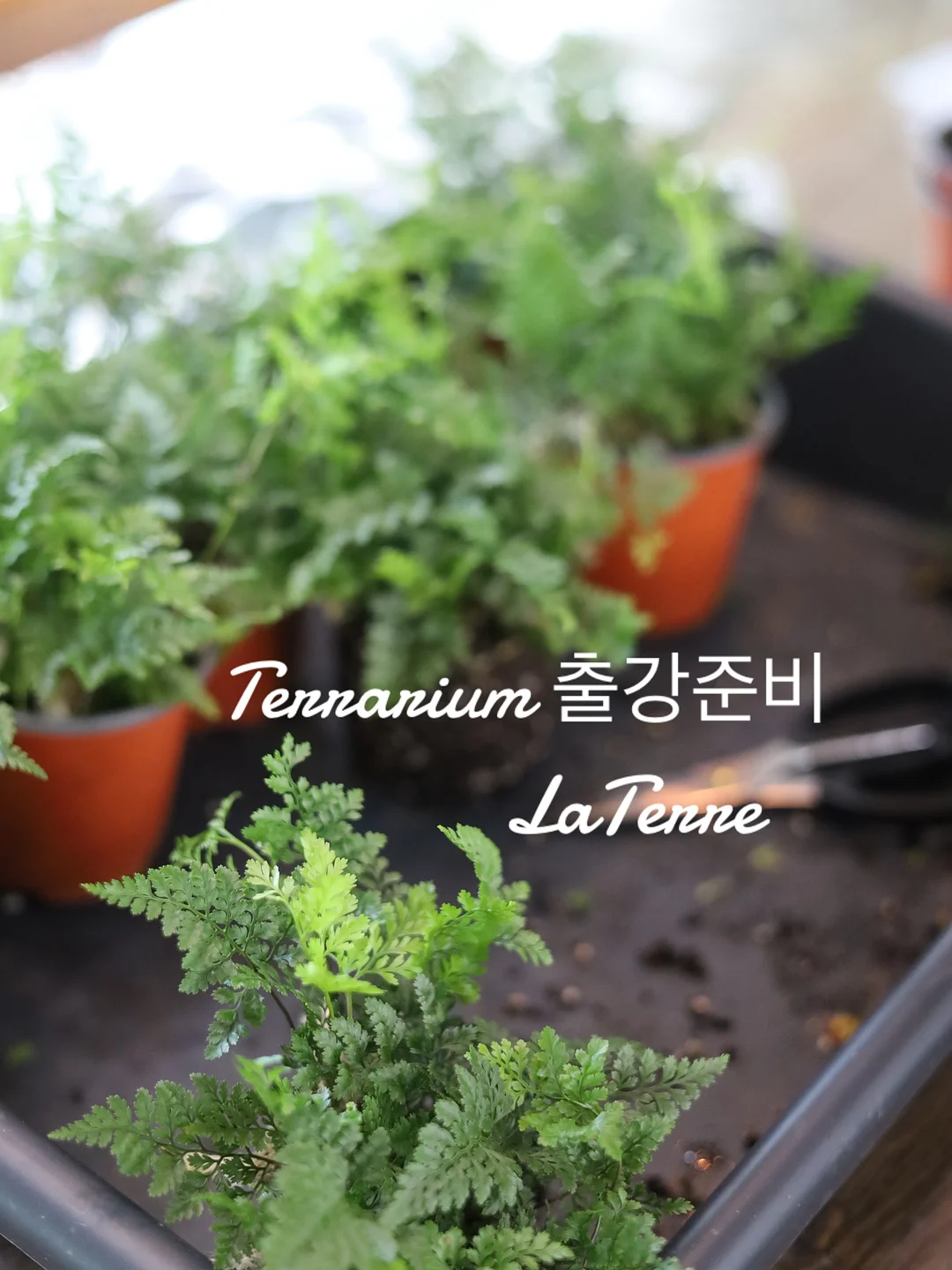 화과자 2종 10구 선물세트 2