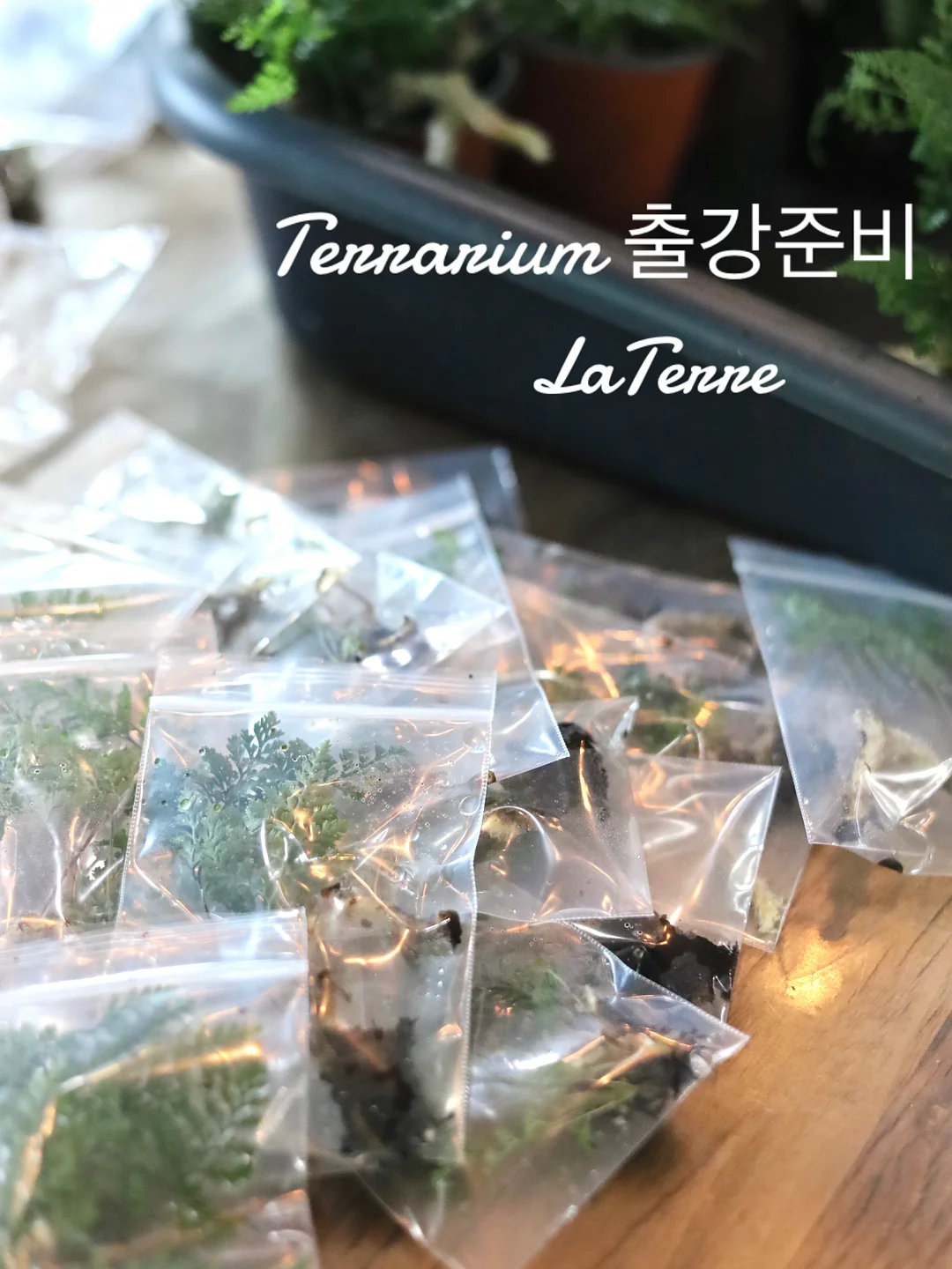 화과자 2종 10구 선물세트 3