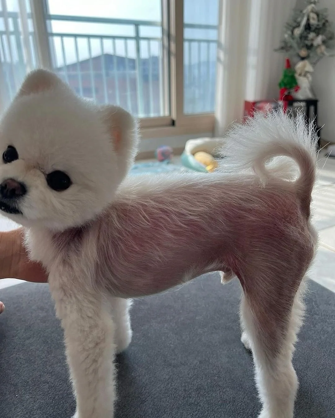반려동물 털 제거기 1